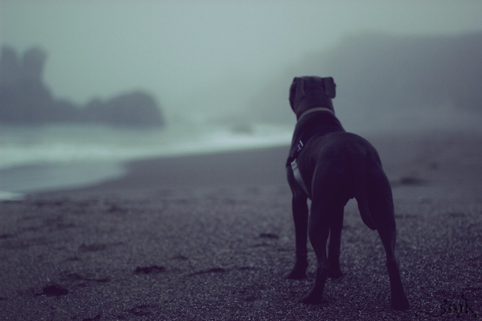 A dog & his beach